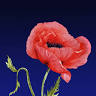 Wild Poppy Cafe