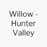 Willow - Hunter Valley