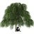 Willow Tree Academy
