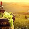 Wine Nation Tours
