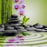 Wolfbrook Holistic Healing