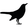 Wolfslag B.V.
