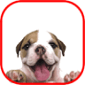 Petland