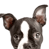 Woodburn Veterinary Clinic