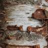 Woodham Nursery & Forestry