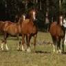Wootton Arabian Stud