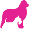 Woozelbears Witney - Canine Hydrotherapy, Rehabilitation and Grooming