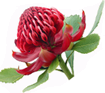Wyong Village Florist