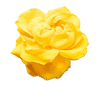 Yellow Rose Cabins