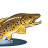 George Anderson's Yellowstone Angler