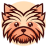 Yorki Yorkshire Terrier Hodowla Yorków