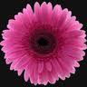 Zeldaland Flowers
