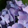 Zema's Nursery Inc