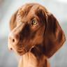 Zentrum der Hundegesundheit - Beratung & Shop