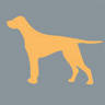 Center for small animal medicine