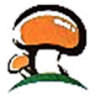 Pine mushroom town