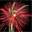 Zambelli Fireworks International
