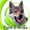 Sklep Zoologiczny Żarcie u Wilka