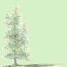 Thuja Ätherische Öle - Großhandel für 100% naturreine Ätherische Öle, Massageöle