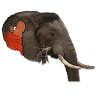 affable ( ea ) tours & safaris