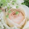 agatte les fleurs