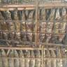 AGEN IKAN ROA GIRIAN BAWAH BITUNG