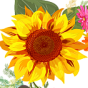 Alabaster Florist And Gifts