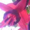 Algar's Garden Services