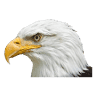 All American Automotive