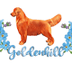 Allevamento Golden Hill Golden Retriever Linea Americana