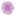 Allium