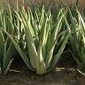 Aloe Vera Bulgaria