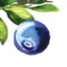 Alpine Blueberries