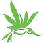 Altitude Organic Cannabis and Medicine
