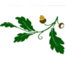 Alvord Oaks RV Park
