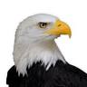 American Freedom Storage Inc