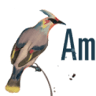 Ampelis Local
