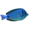 A1 Fishing Charters & Tours Whitsundays