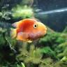 Aquascapes Aquarium Maintenance