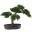 Artisans Bonsai