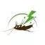 Arushi Pest Control