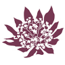 L'Astrantia