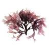 Atlantic Dulse Australia