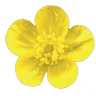 Au Bouton D'Or