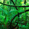 Ayahuasca Spirit Center