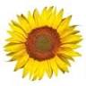 Bed & Breakfast Il Girasole