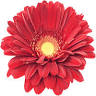 Beaconsfield Flora - local florist at Montreal West Island