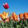Bed en breakfast Opperbest Medemblik