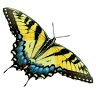 Bella Papilio
