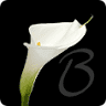 Bestattungen Blank